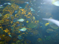 osaka-kaiyuukan-brilliant_reef_fish.jpg