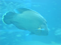 osaka-kaiyuukan-funky_big_fish.jpg