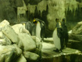 osaka-kaiyuukan-penguins_preening.jpg