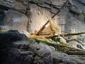 osaka-kaiyuukan-sloth.jpg
