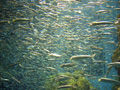 osaka-kaiyuukan-too_many_fish_cant_take_it.jpg