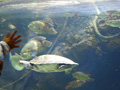osaka-kaiyuukan-turtle.jpg