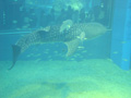 osaka-kaiyuukan-whale_shark_and_crowd.jpg