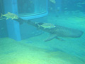 osaka-kaiyuukan-whale_shark_and_nurse_fish.jpg