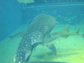 osaka-kaiyuukan-whale_shark_and_smaller_shark.jpg