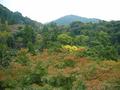 kyoto-kiyomizudera-pretty_trees_in_gully.jpg