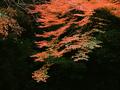 kyoto-gorgeous_kouyou.jpg