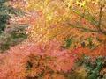 kyoto-arashiyama-senkouji-maple_out_window_using_flash_color_shift.jpg
