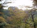 kyoto-kiyomizudera-japanese_maple_in_gully_richer_colors.jpg