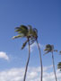 lihue-classic_tropics.jpg
