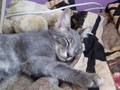 micah_sacked_out_on_bed.jpg