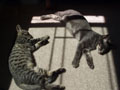 sunbeam_kittens.jpg