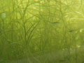tadpoles.jpg